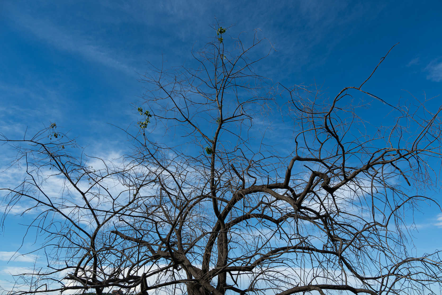 自然系列 DSC_6790